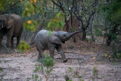 黑人年轻大象走在树的旁边
